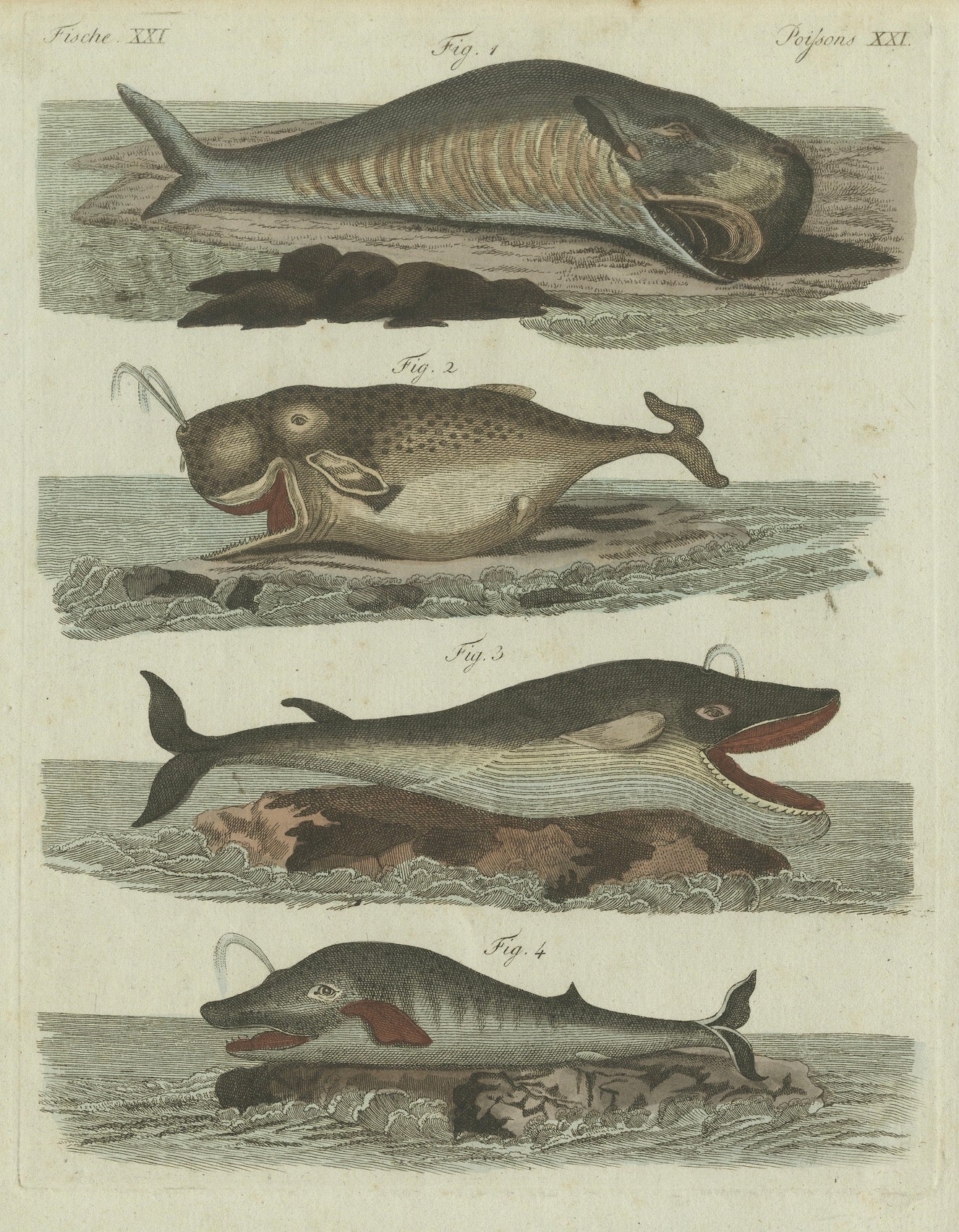 Original Antique Print of Sperm Whale and North Atlantic Whales, ca.1800