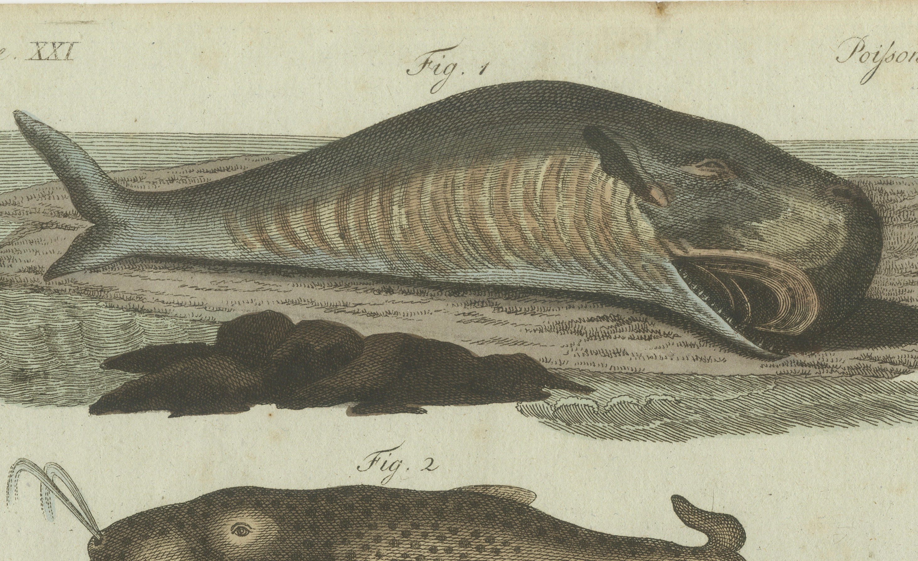 Original Antique Print of Sperm Whale and North Atlantic Whales, ca.1800