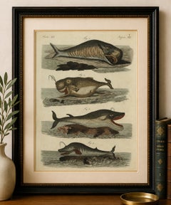 Original Antique Print of Sperm Whale and North Atlantic Whales, ca.1800
