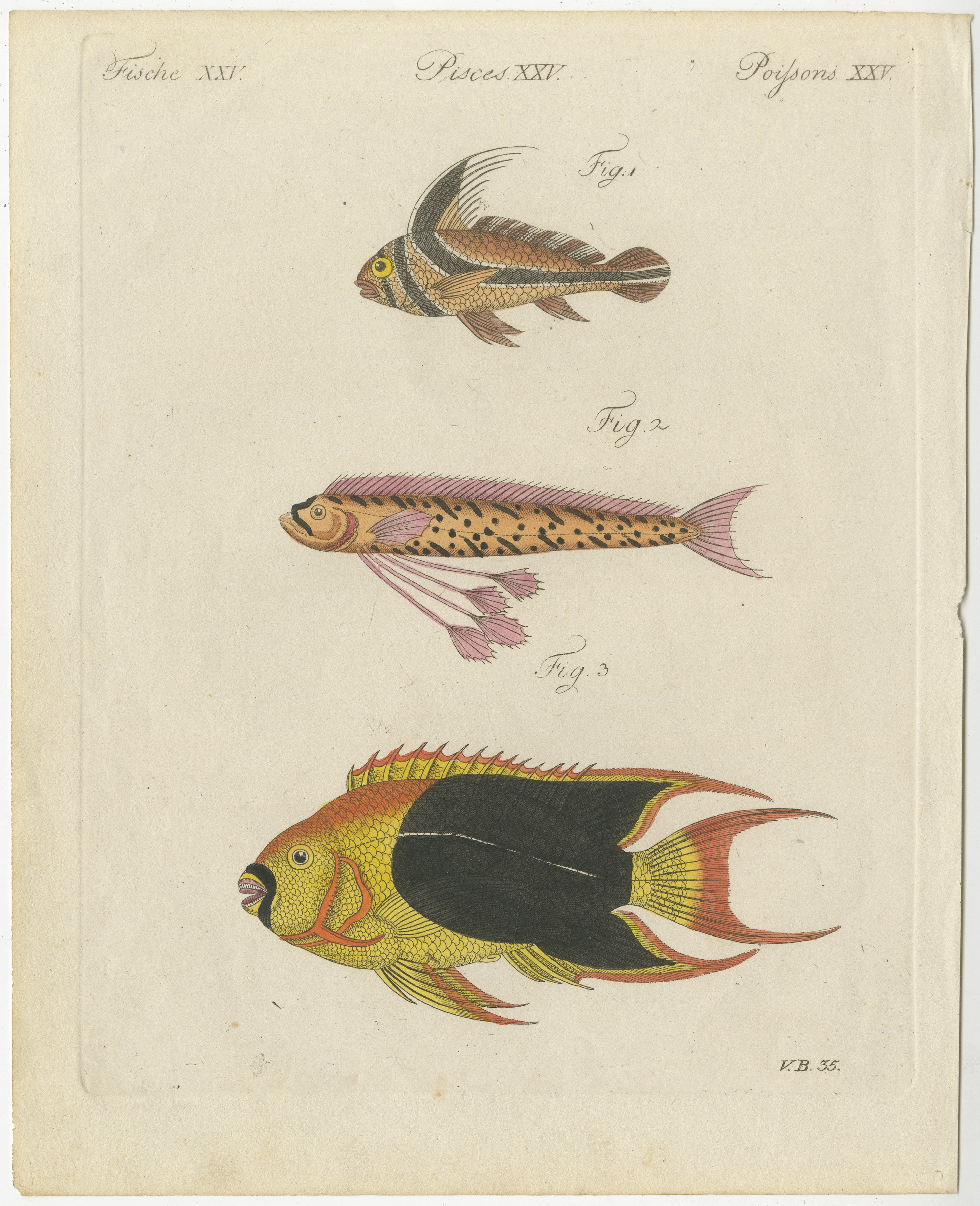 Original Antique Print of Three Exotic Tropical Fish by Bertuch, c.1800