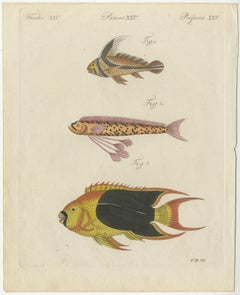 Original Antique Print of Three Exotic Tropical Fish by Bertuch, c.1800