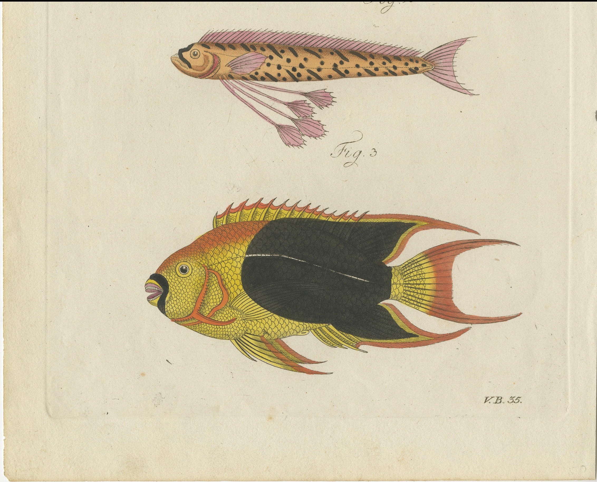 Original Antique Print of Three Exotic Tropical Fish by Bertuch, c.1800