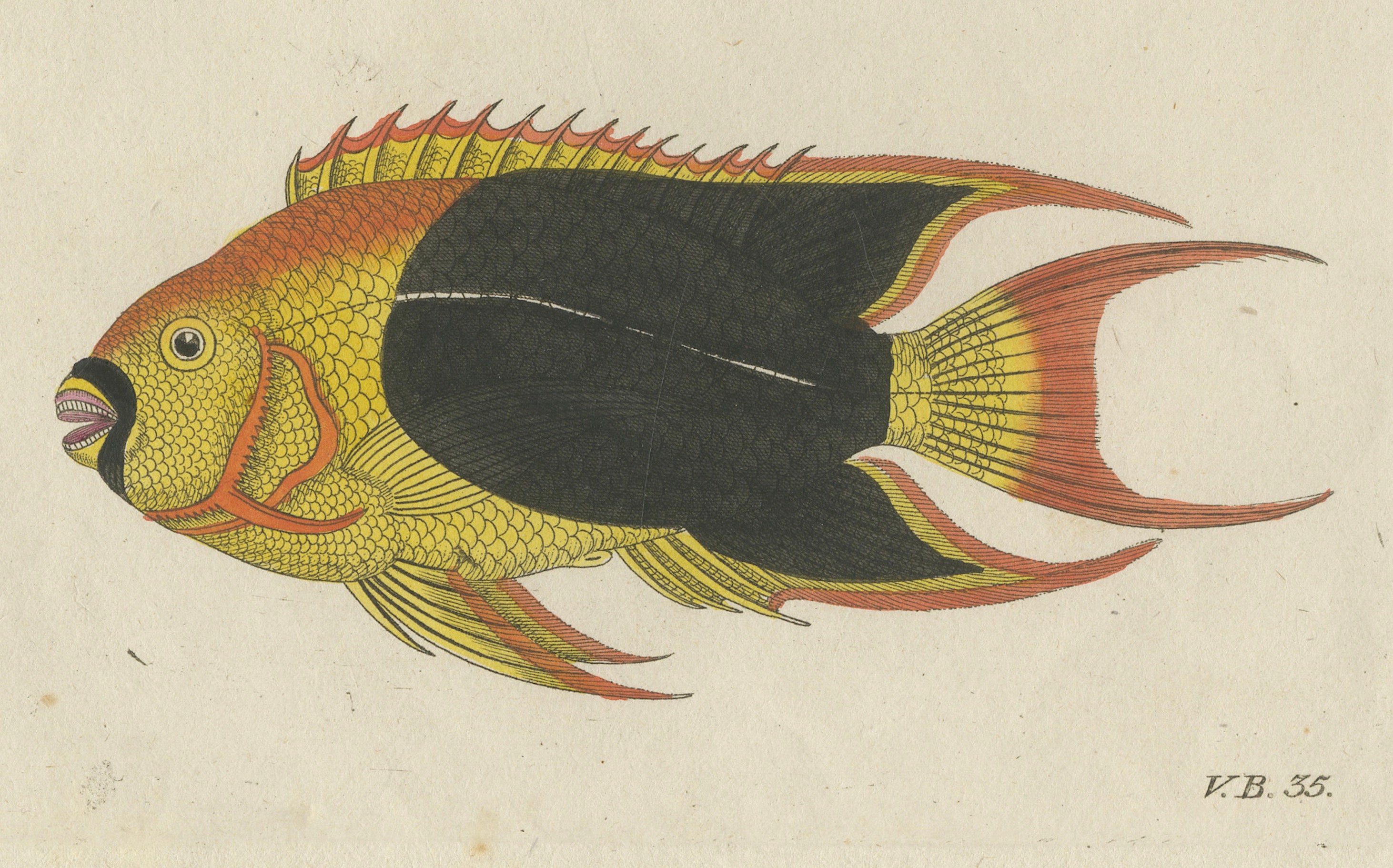 Original Antique Print of Three Exotic Tropical Fish by Bertuch, c.1800