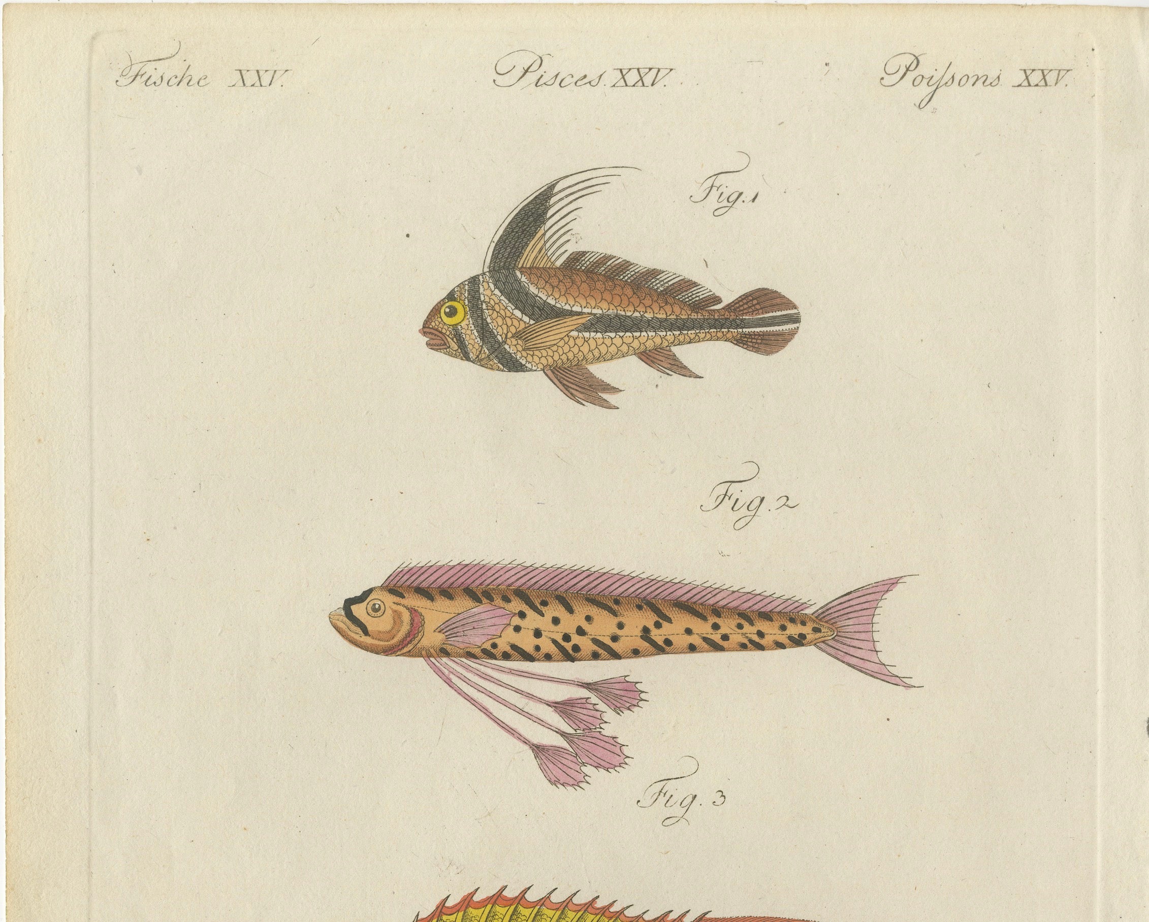 Original Antique Print of Three Exotic Tropical Fish by Bertuch, c.1800