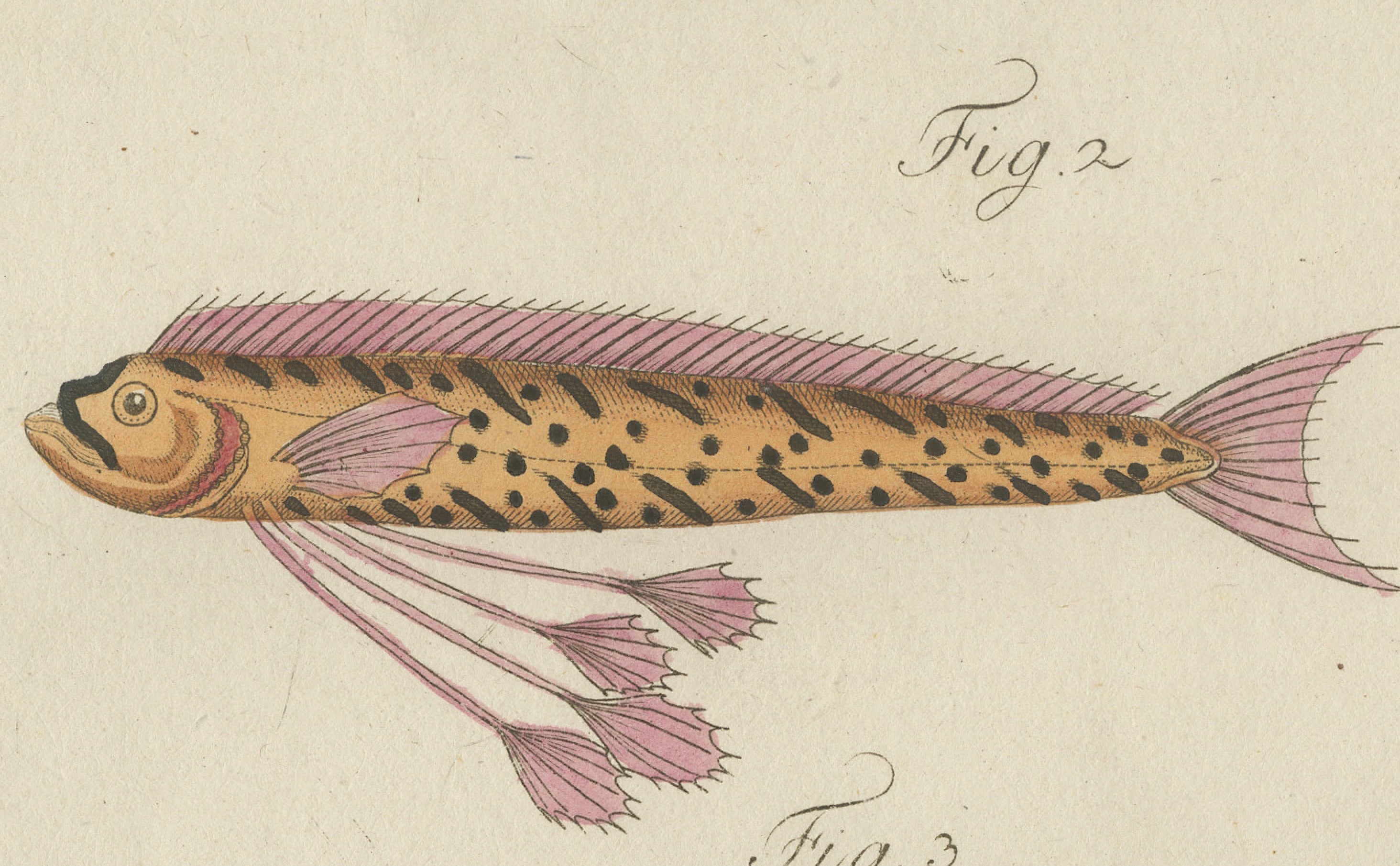 Original Antique Print of Three Exotic Tropical Fish by Bertuch, c.1800