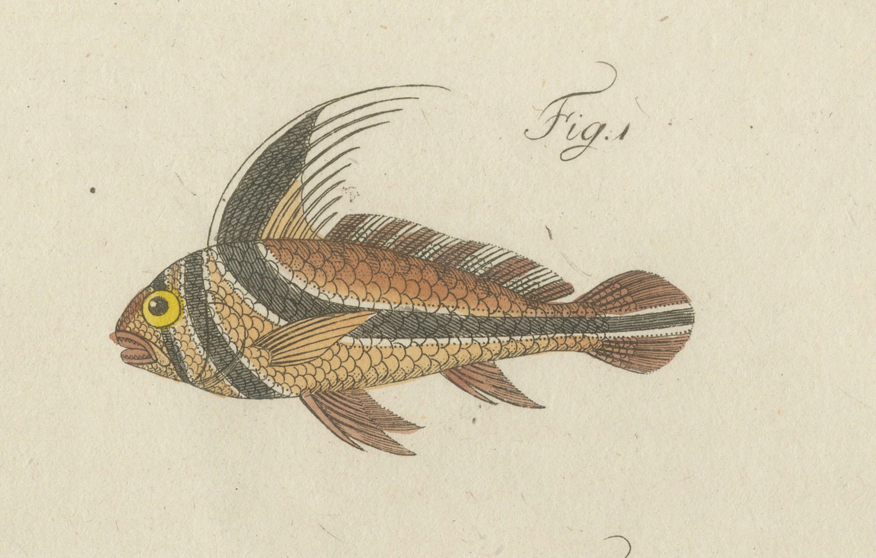 Original Antique Print of Three Exotic Tropical Fish by Bertuch, c.1800