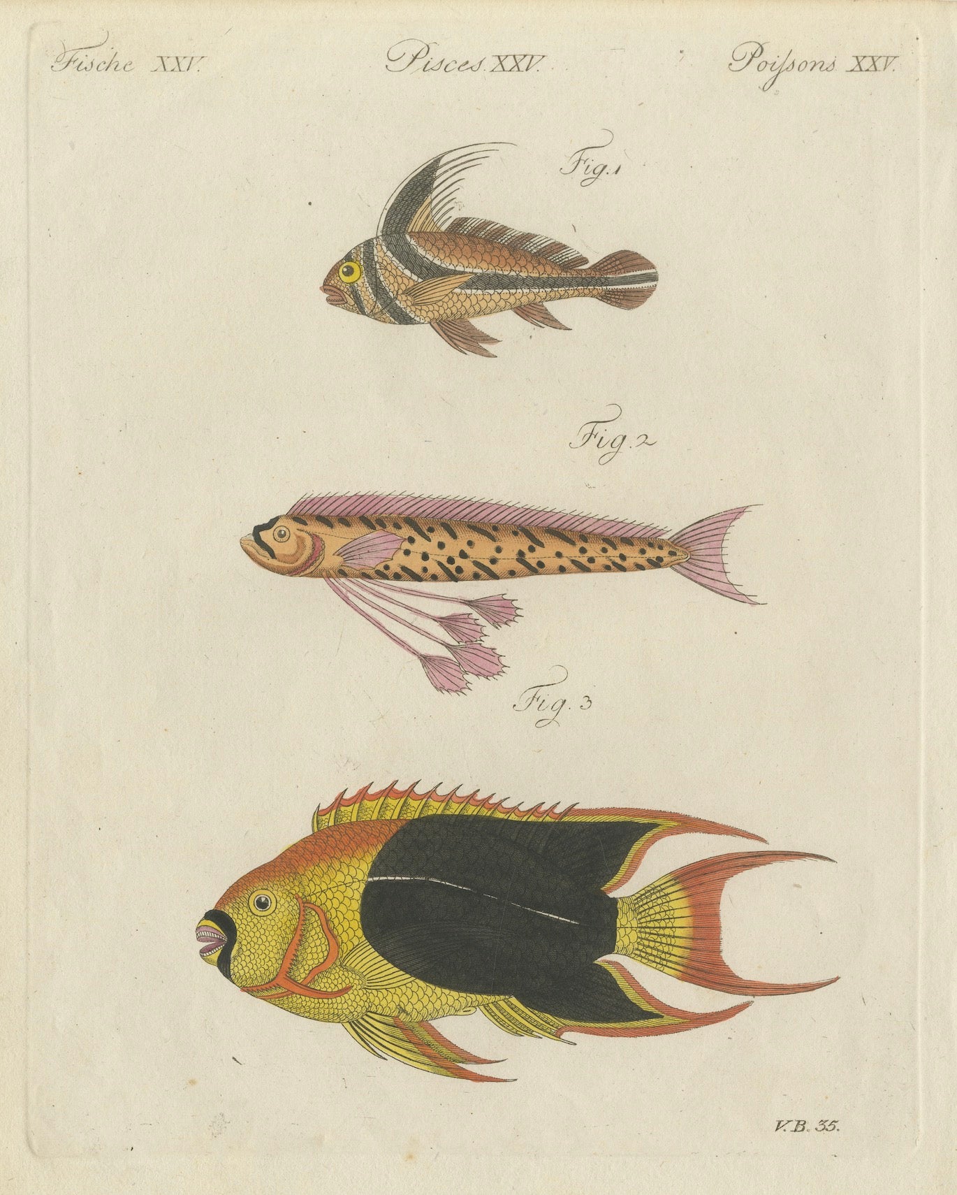 Original Antique Print of Three Exotic Tropical Fish by Bertuch, c.1800