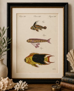 Original Antique Print of Three Exotic Tropical Fish by Bertuch, c.1800