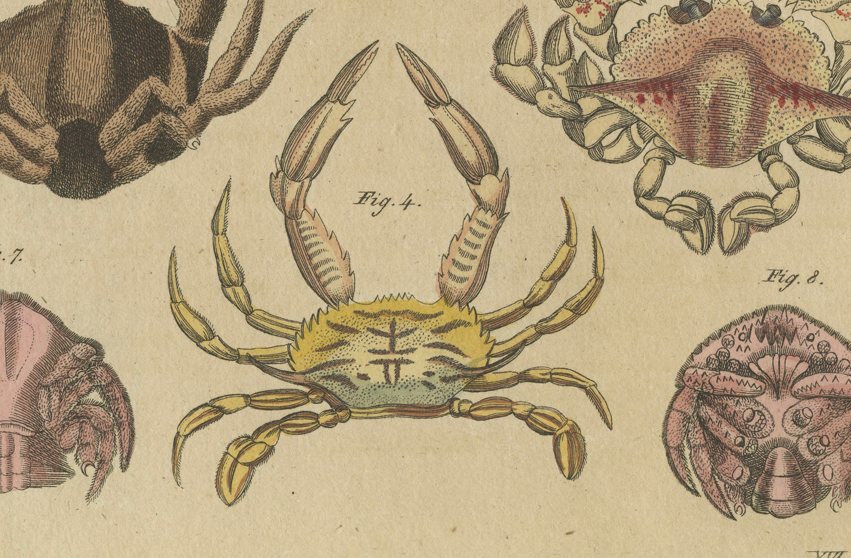 Original Antique Print of Eight Exotic Crabs by Bertuch, c.1820