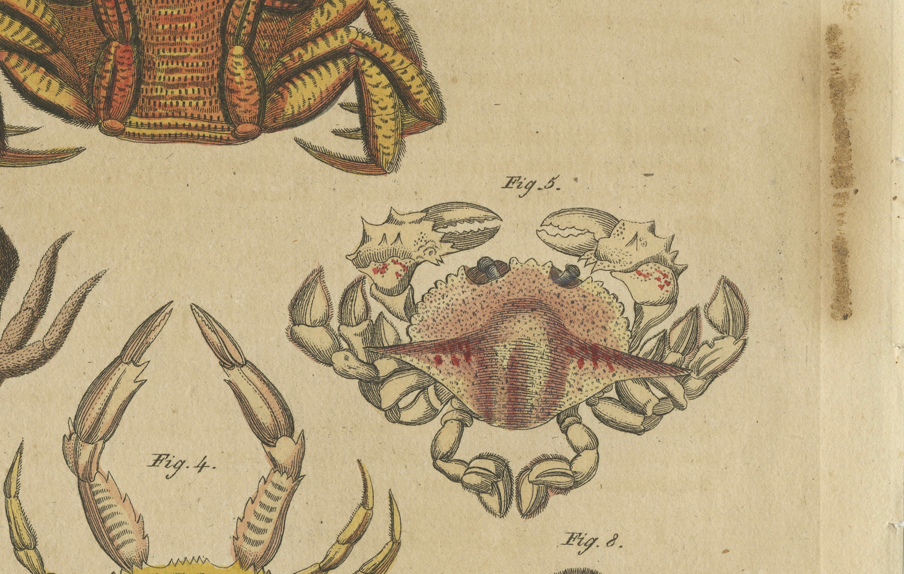 Original Antique Print of Eight Exotic Crabs by Bertuch, c.1820