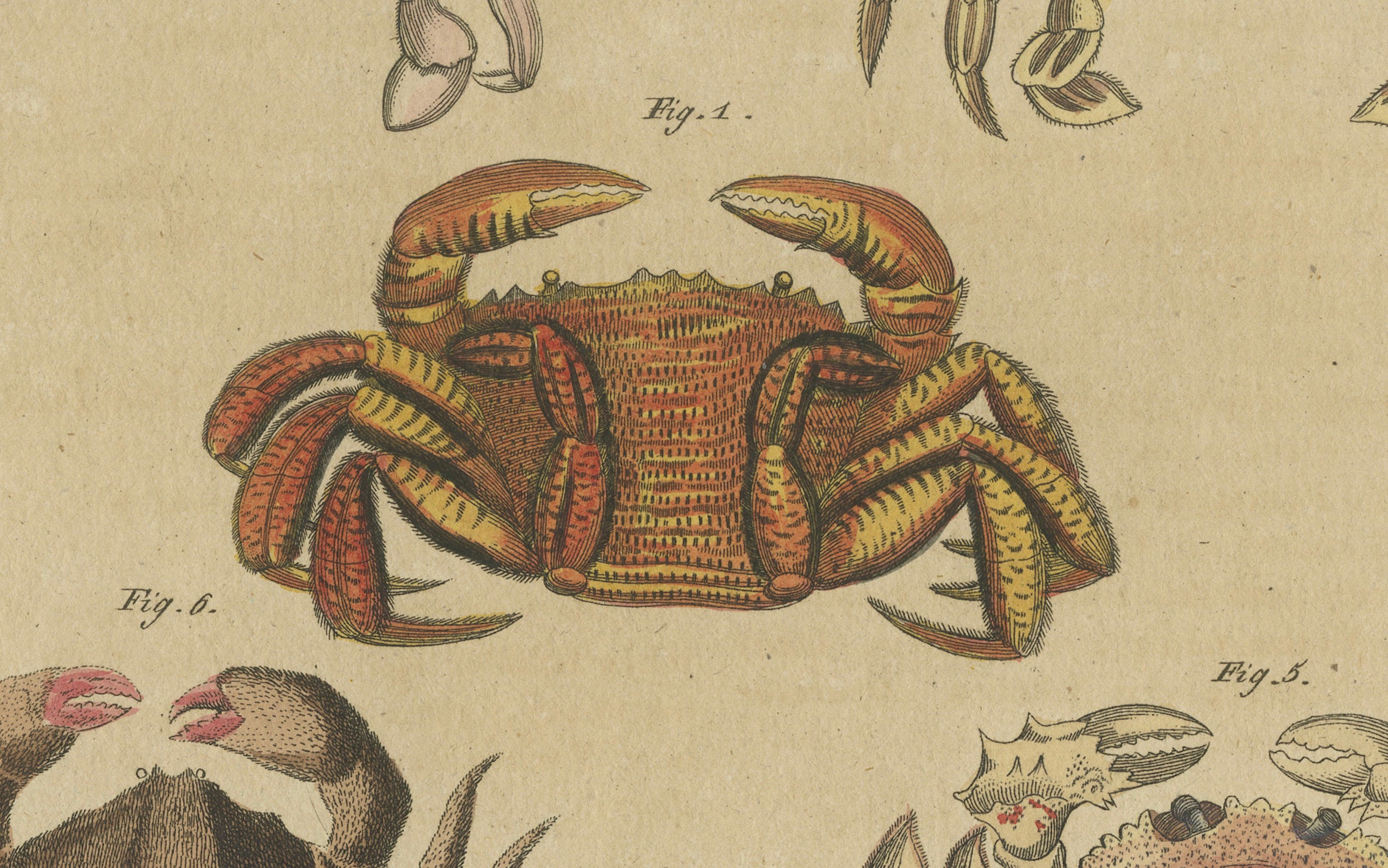 Original Antique Print of Eight Exotic Crabs by Bertuch, c.1820