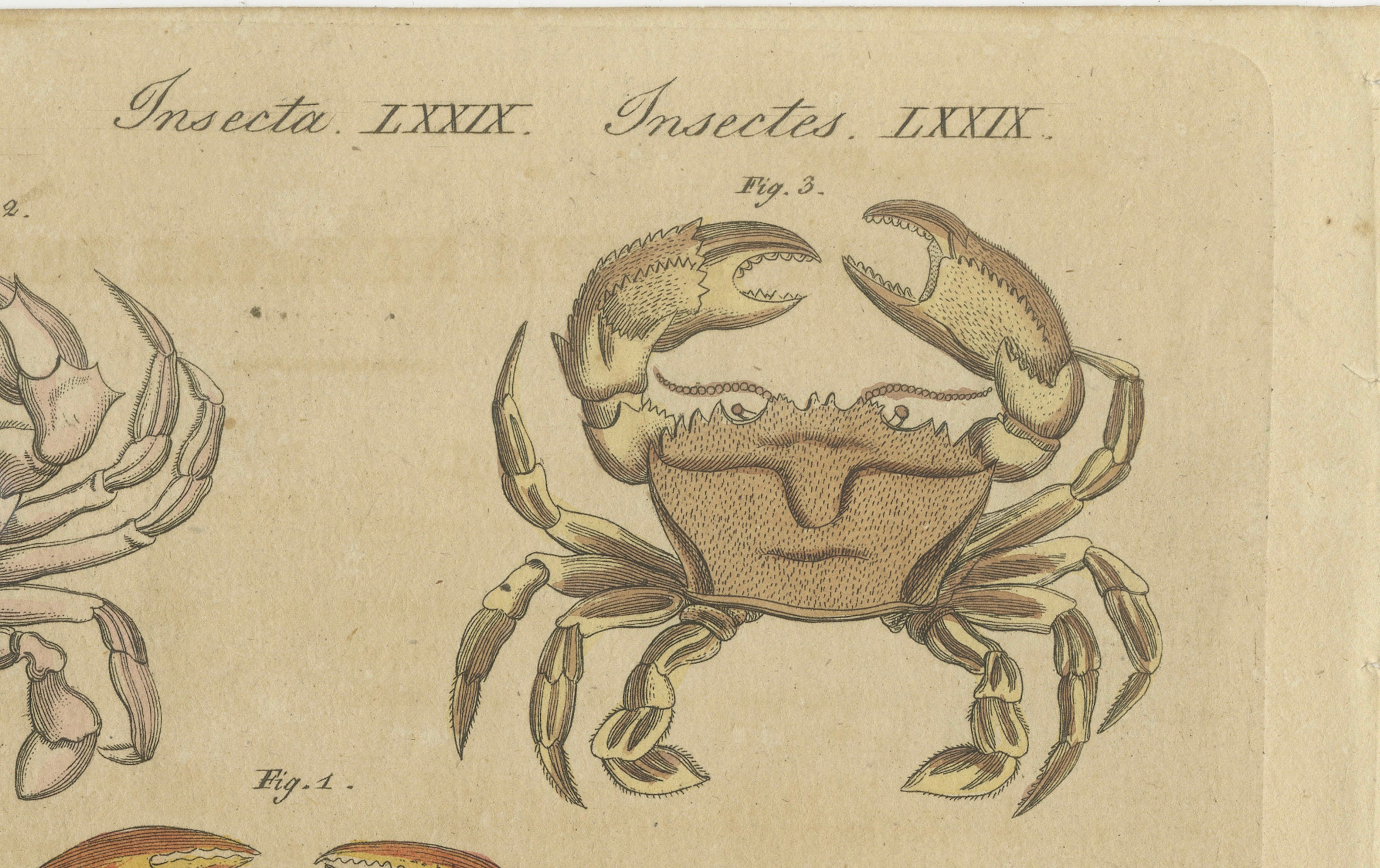 Original Antique Print of Eight Exotic Crabs by Bertuch, c.1820