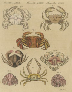 Original Antique Print of Eight Exotic Crabs by Bertuch, c.1820