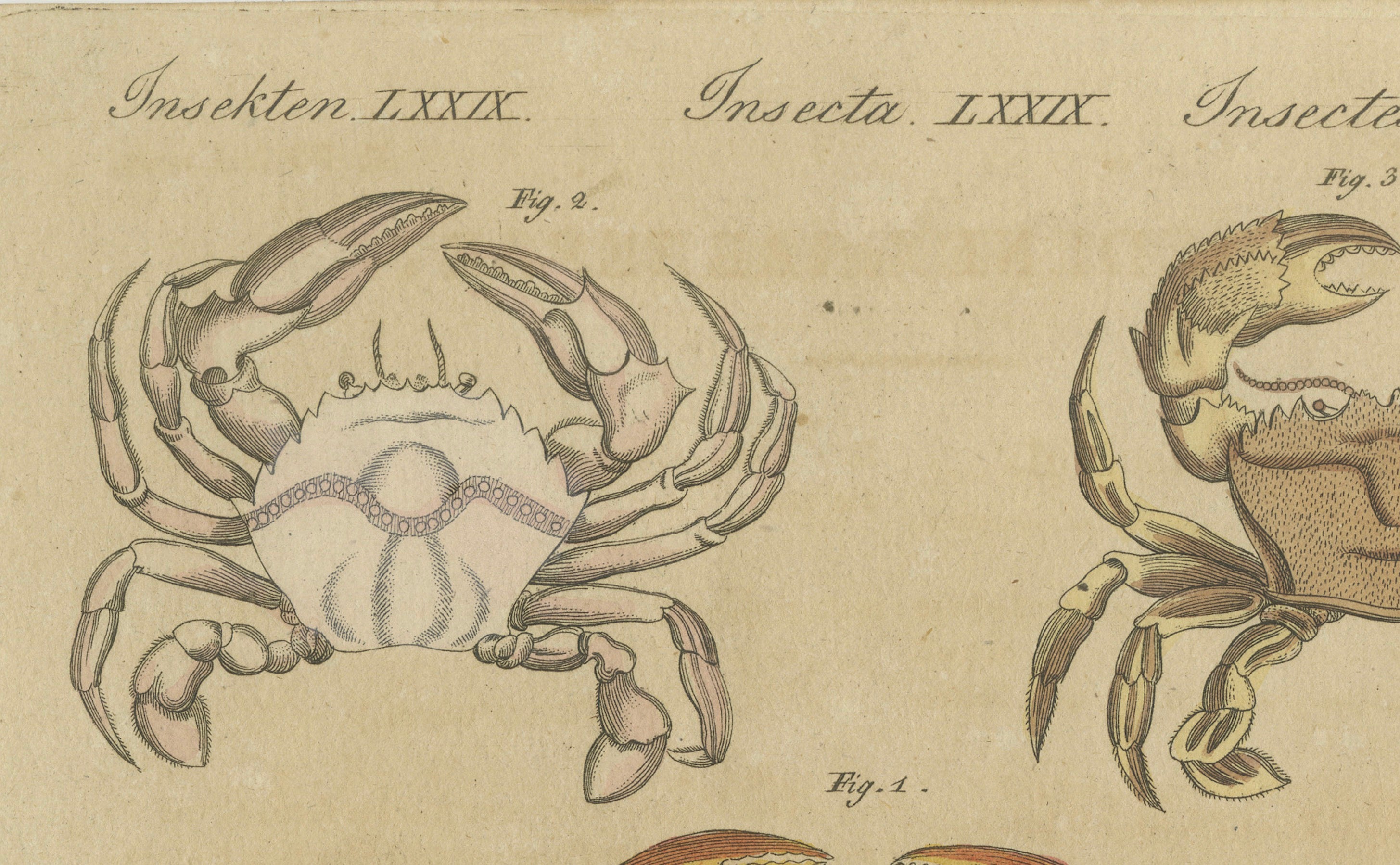 Original Antique Print of Eight Exotic Crabs by Bertuch, c.1820