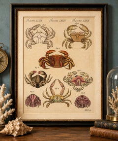 Original Antique Print of Eight Exotic Crabs by Bertuch, c.1820