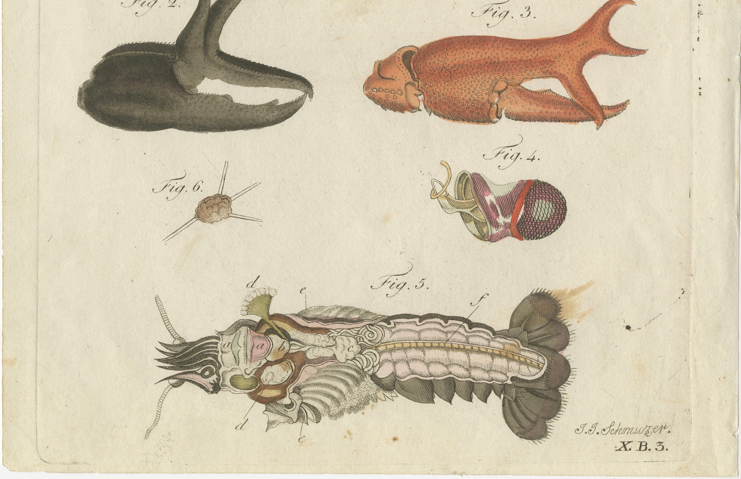 Original Antique Anatomical Print of a European Crayfish by Bertuch, c.1800
