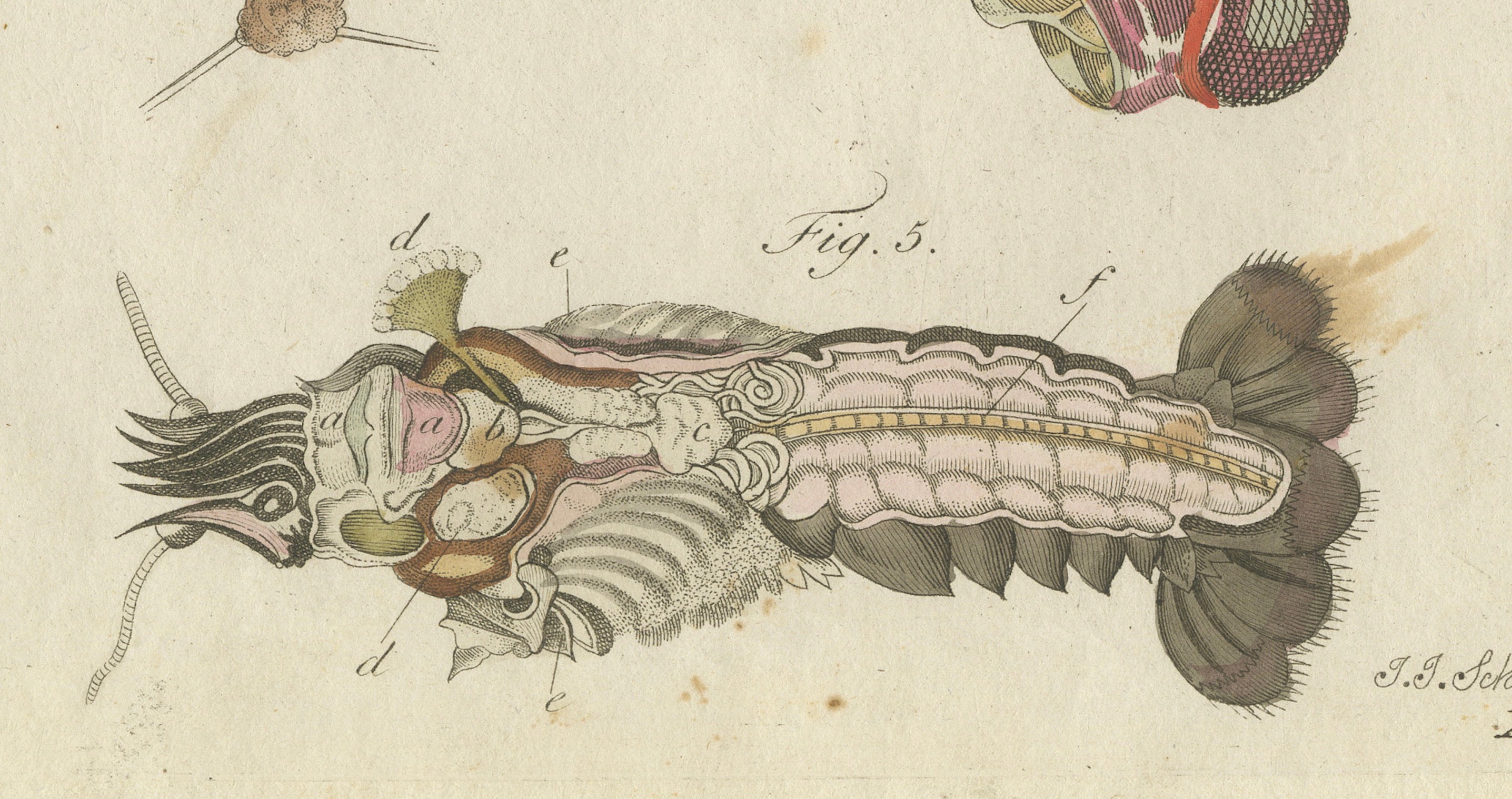 Original Antique Anatomical Print of a European Crayfish by Bertuch, c.1800