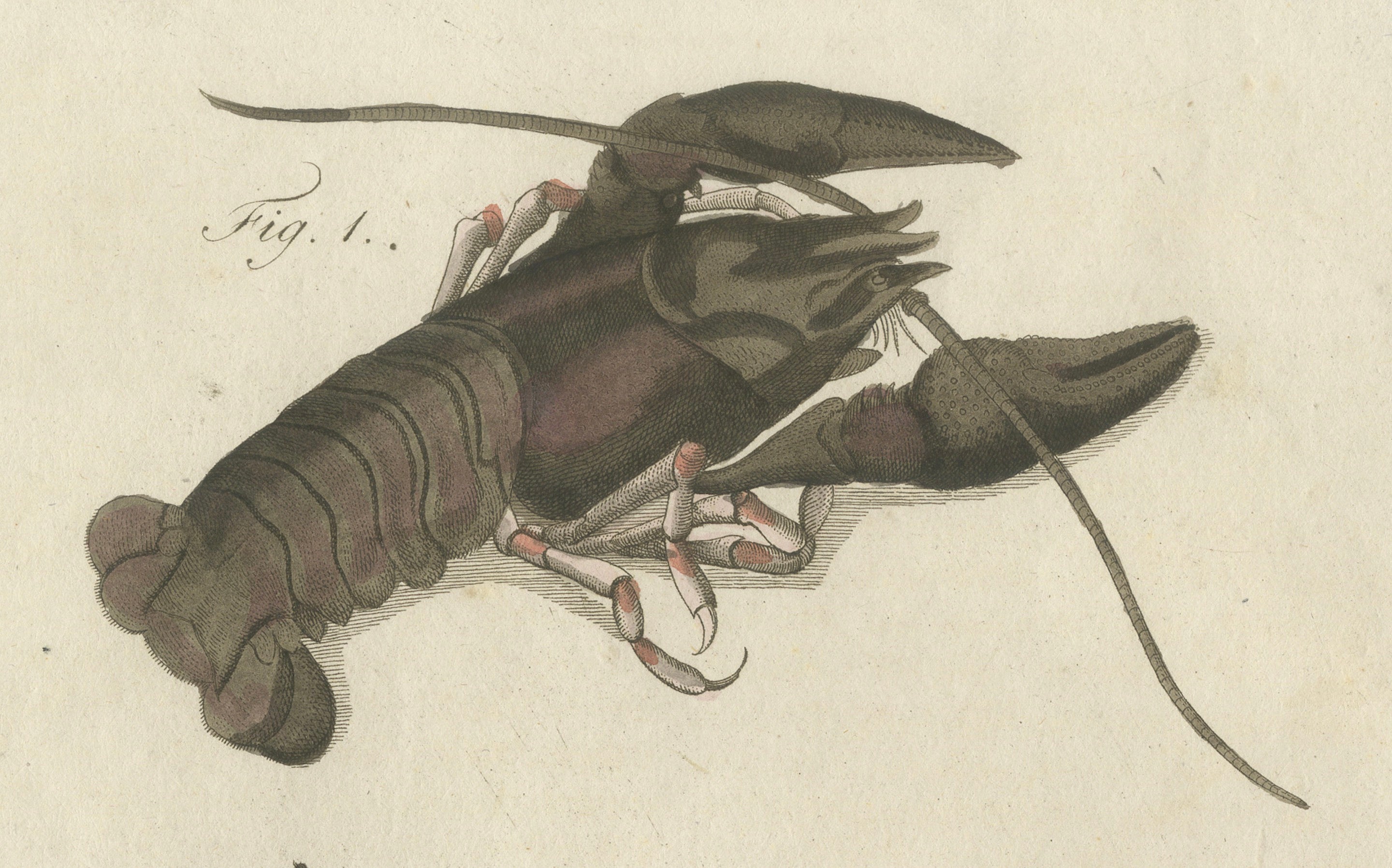 Original Antique Anatomical Print of a European Crayfish by Bertuch, c.1800