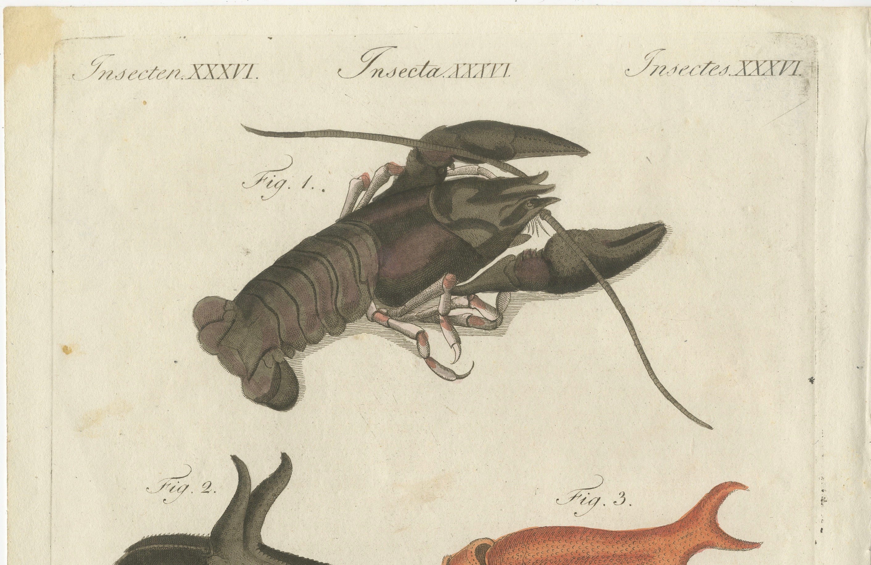 Original Antique Anatomical Print of a European Crayfish by Bertuch, c.1800