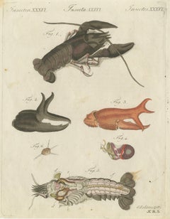Original Antique Anatomical Print of a European Crayfish by Bertuch, c.1800