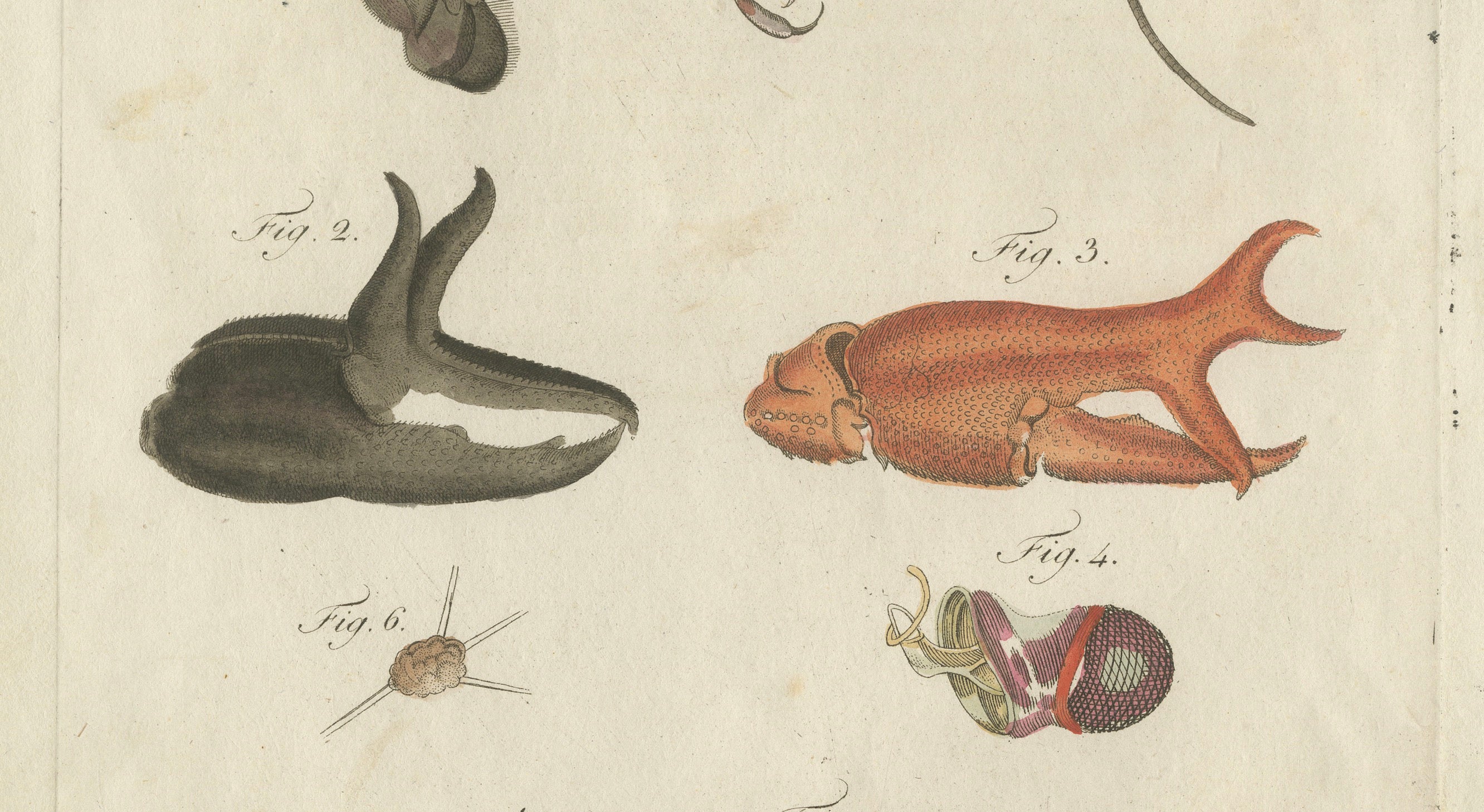 Original Antique Anatomical Print of a European Crayfish by Bertuch, c.1800