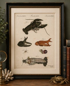 Original Antique Anatomical Print of a European Crayfish by Bertuch, c.1800