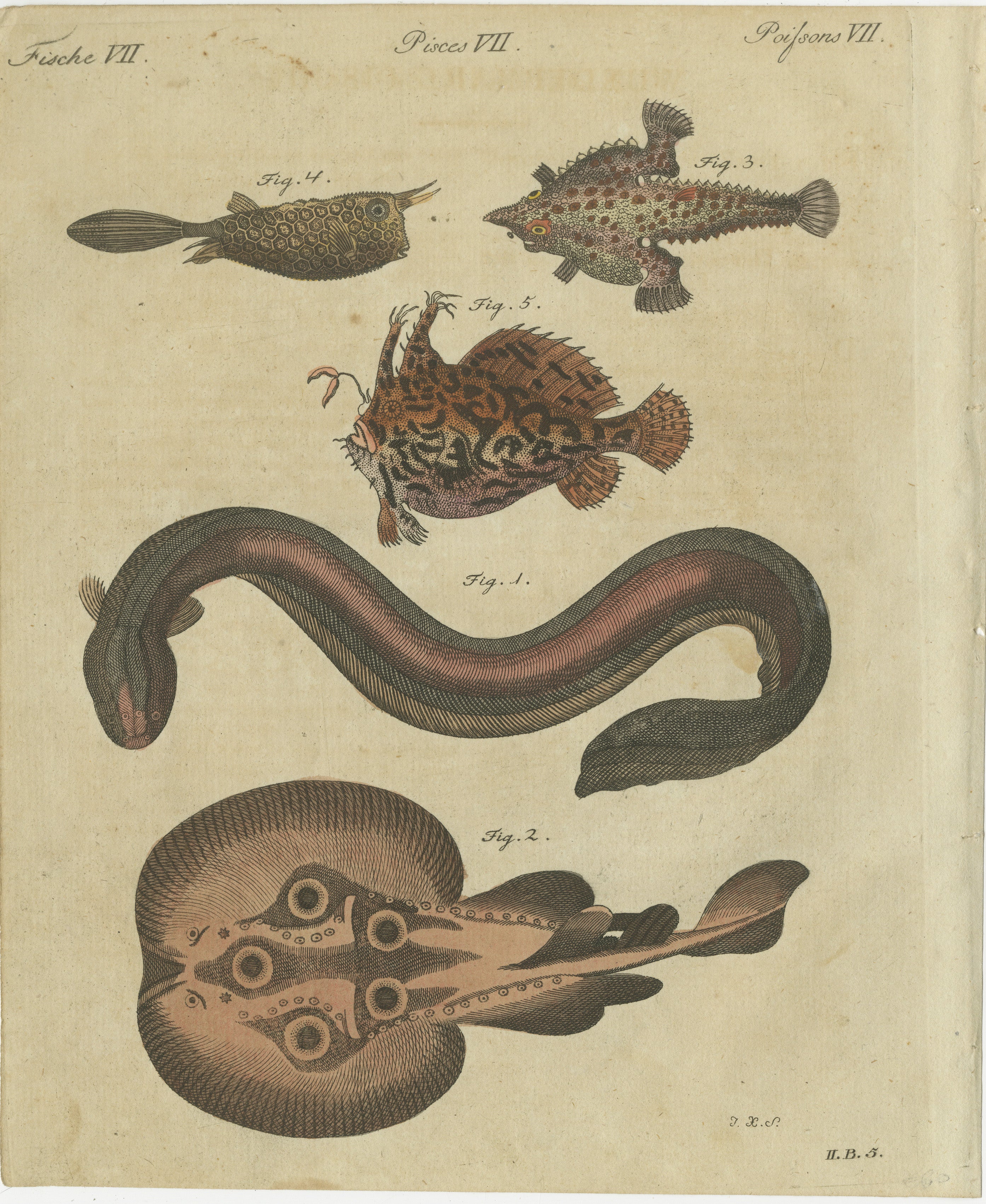 Original Antique Print of Electric Eel, Electric Ray and Exotic Fish, 1790