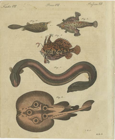 Original Antique Print of Electric Eel, Electric Ray and Exotic Fish, 1790