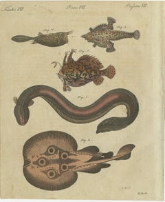 Original Antique Print of Electric Eel, Electric Ray and Exotic Fish, 1790