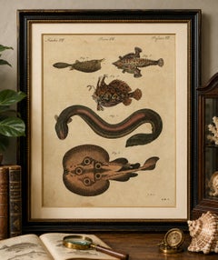 Original Antique Print of Electric Eel, Electric Ray and Exotic Fish, 1790