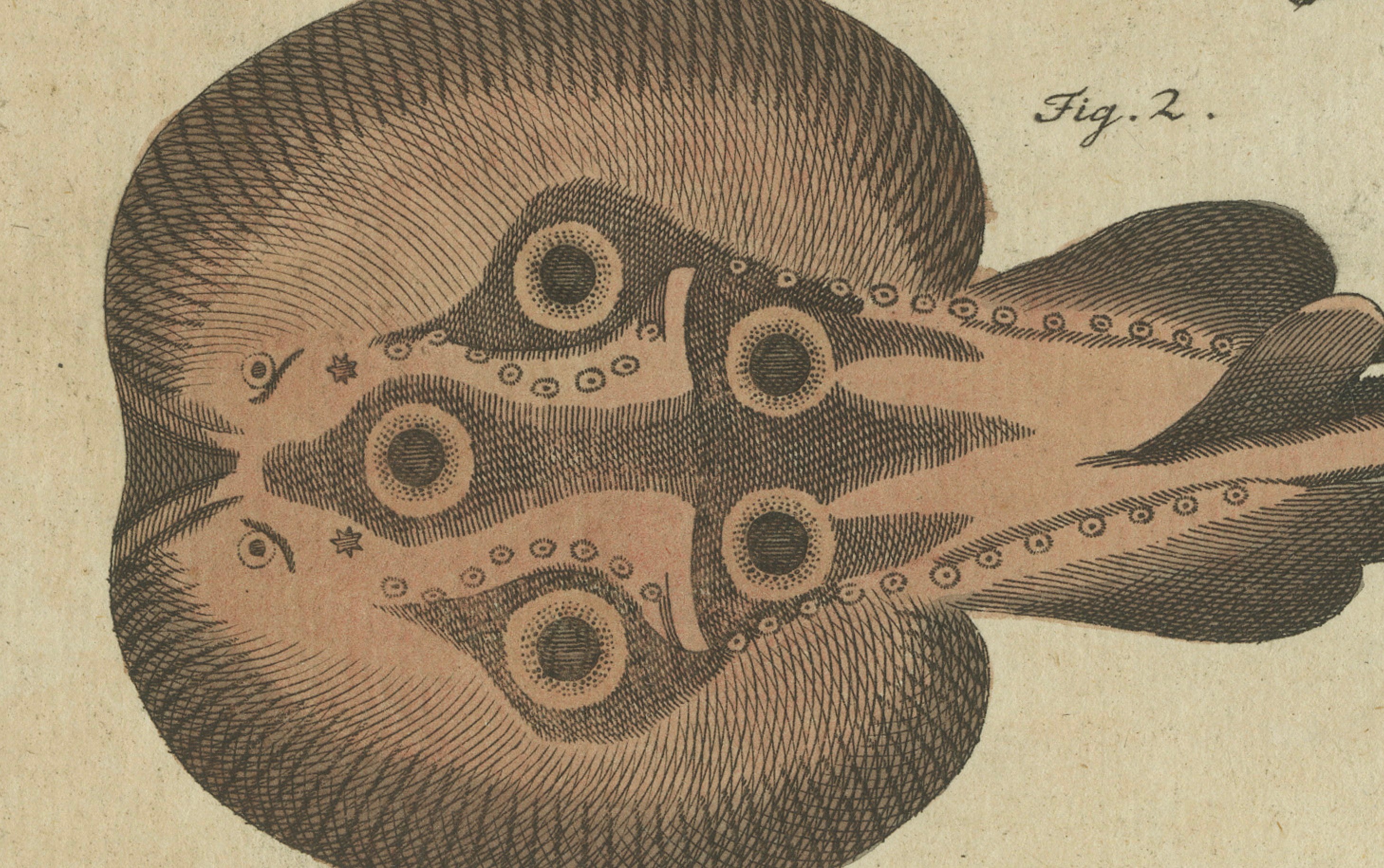 Original Antique Print of Electric Eel, Electric Ray and Exotic Fish, 1790