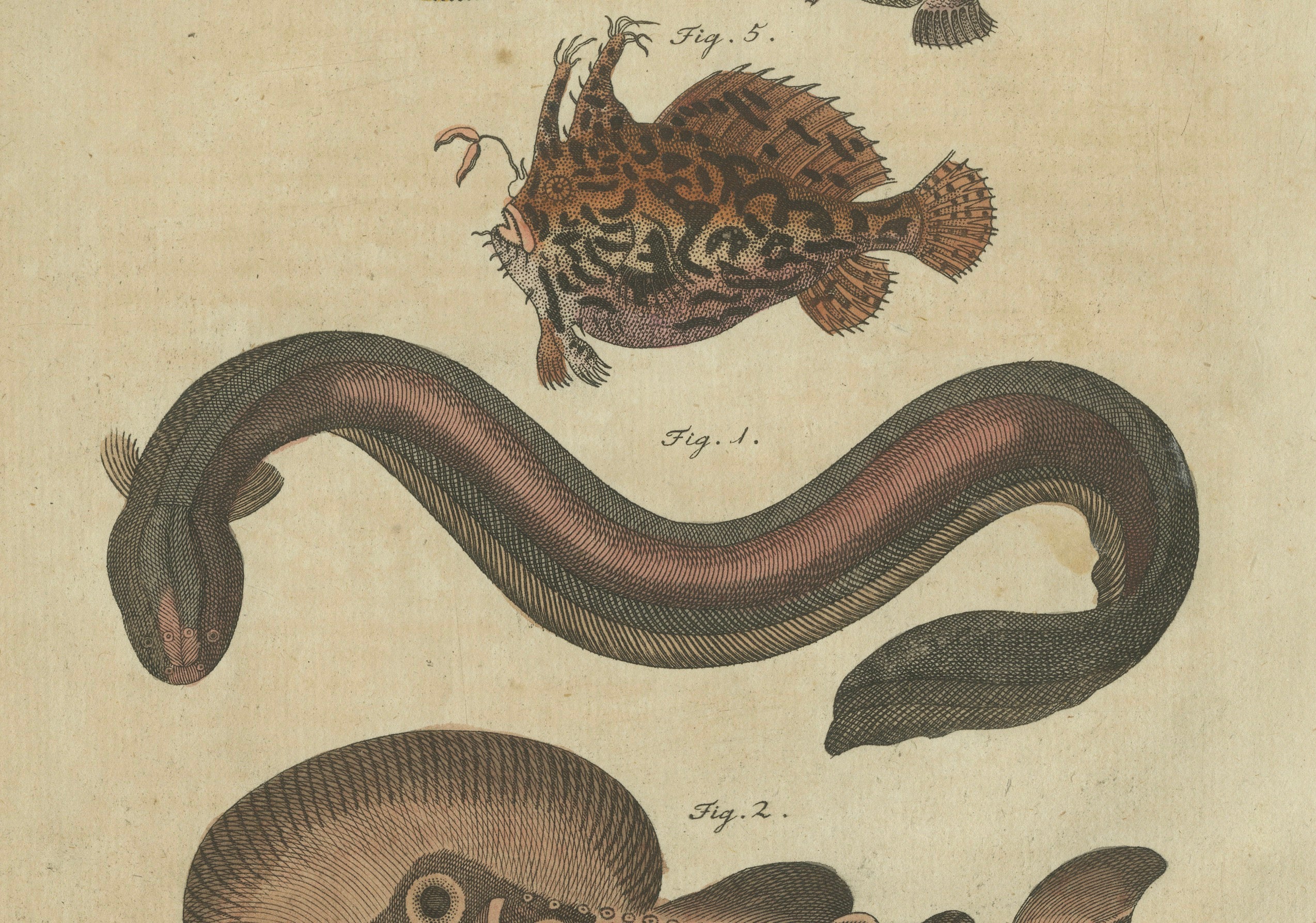 Original Antique Print of Electric Eel, Electric Ray and Exotic Fish, 1790
