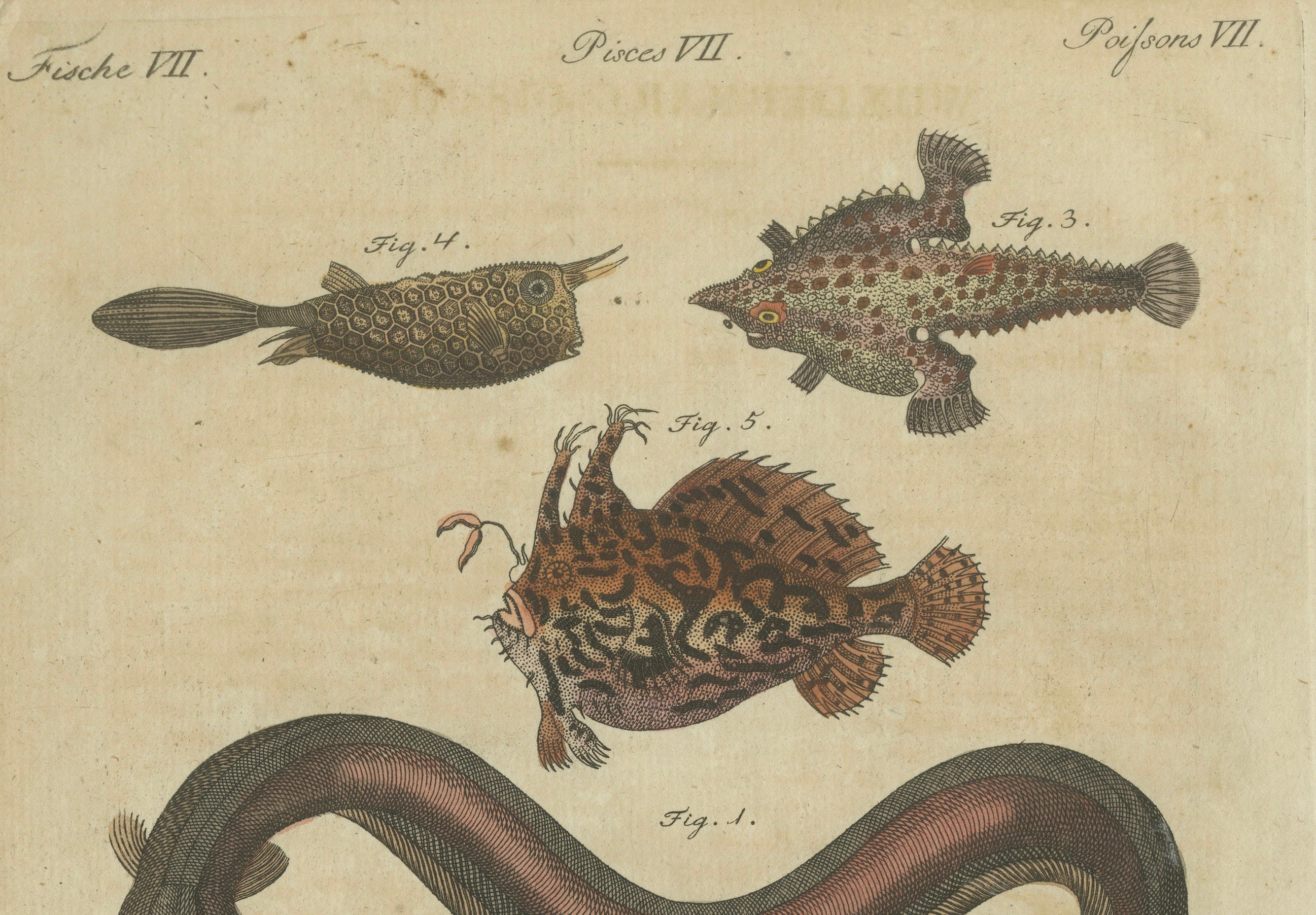 Original Antique Print of Electric Eel, Electric Ray and Exotic Fish, 1790