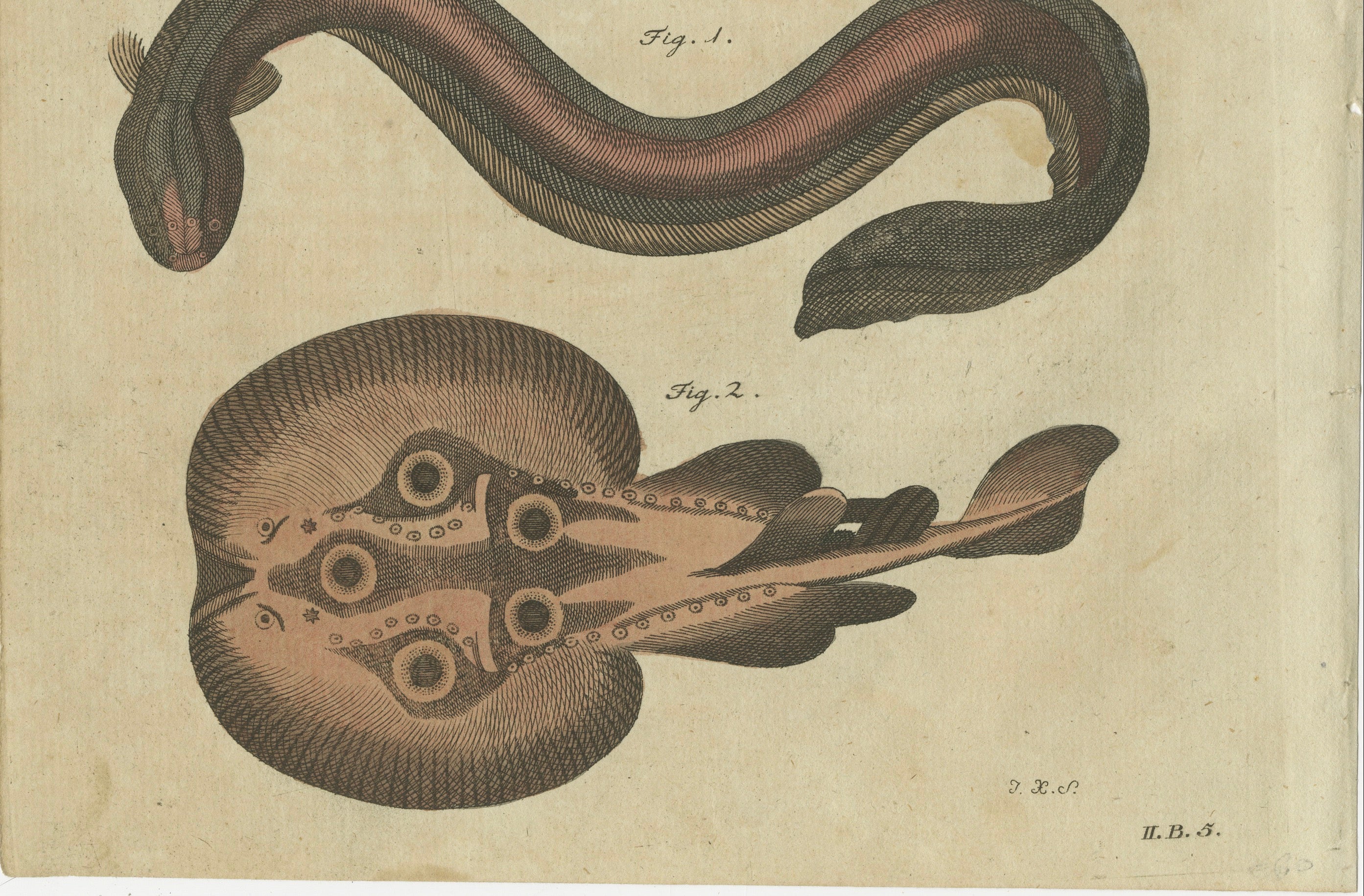 Original Antique Print of Electric Eel, Electric Ray and Exotic Fish, 1790