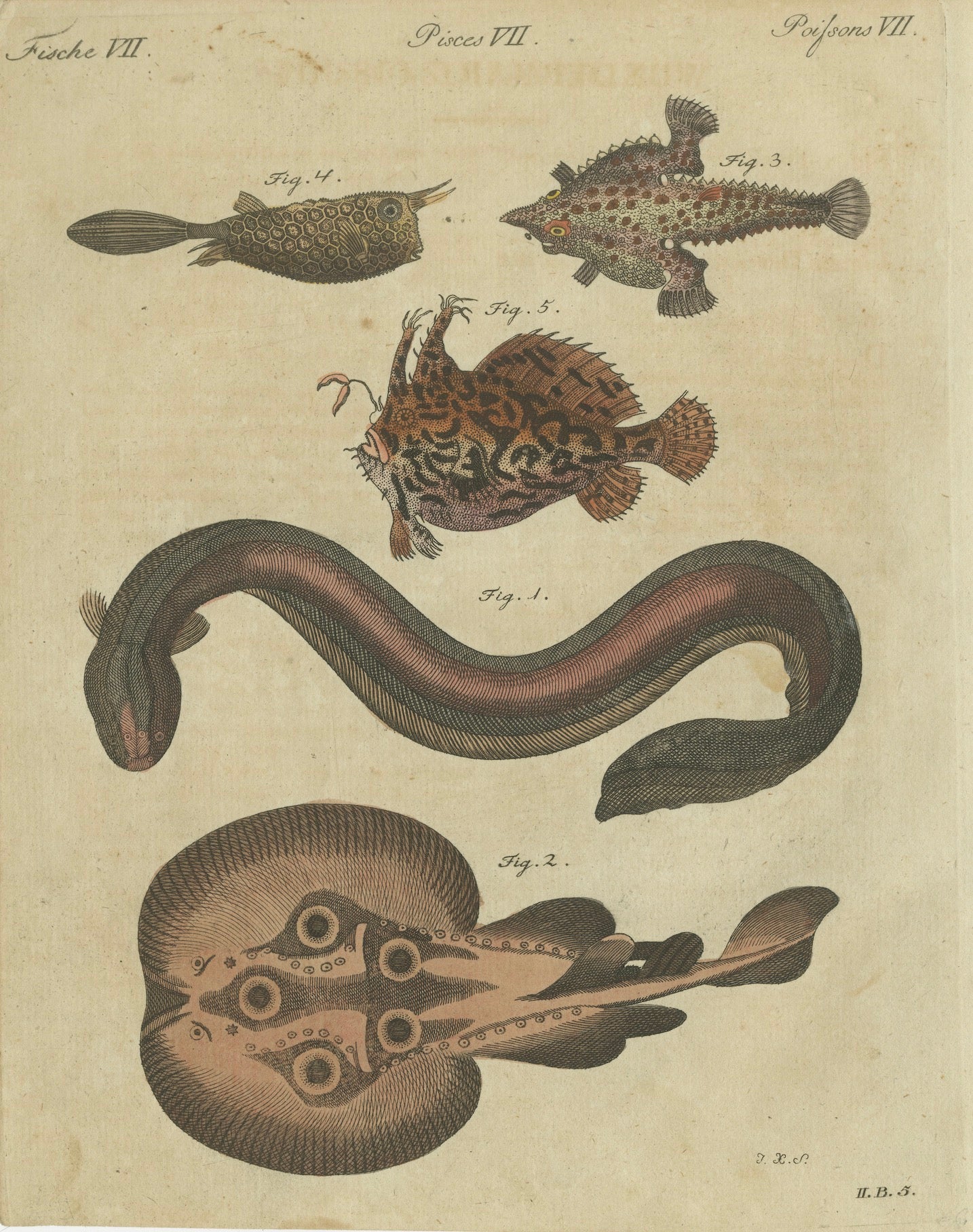 Original Antique Print of Electric Eel, Electric Ray and Exotic Fish, 1790