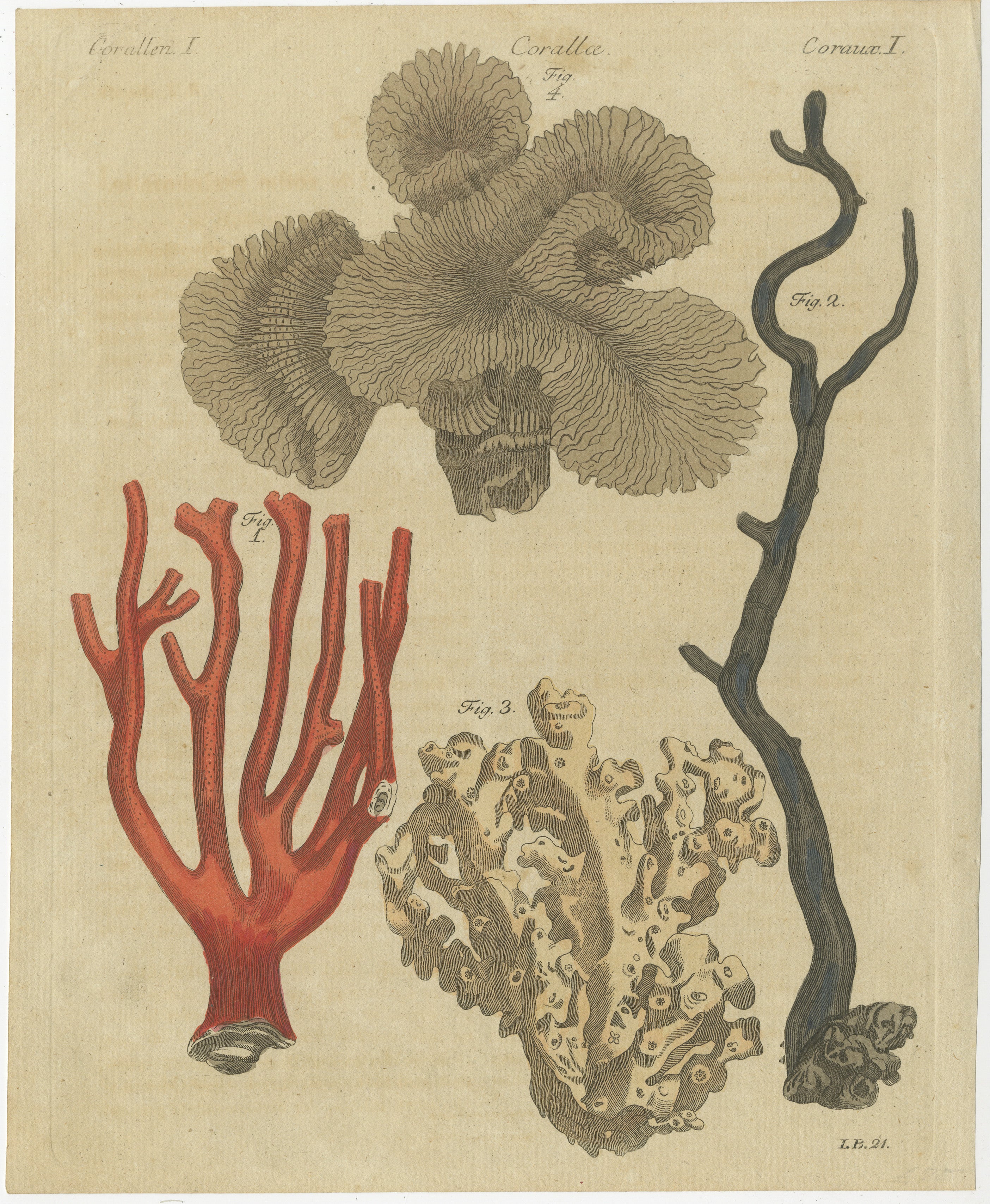 Original Antique Print of Four Corals by Bertuch, c. 1790