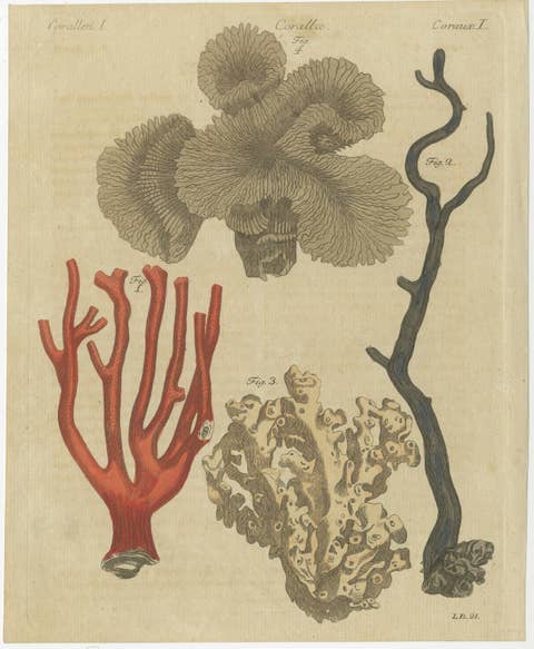 Original Antique Print of Four Corals by Bertuch, c. 1790