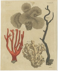 Original Antique Print of Four Corals by Bertuch, c. 1790