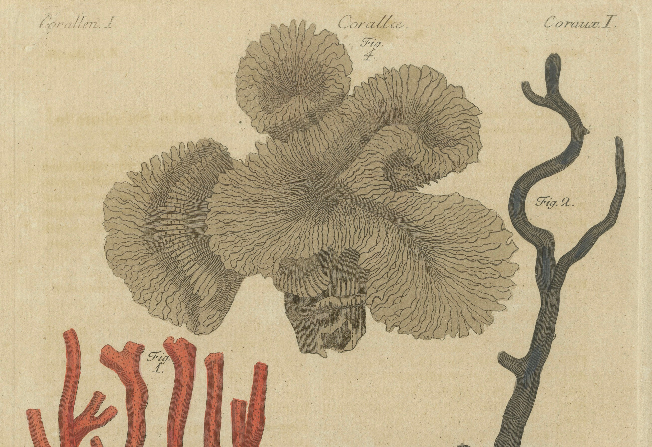 Original Antique Print of Four Corals by Bertuch, c. 1790
