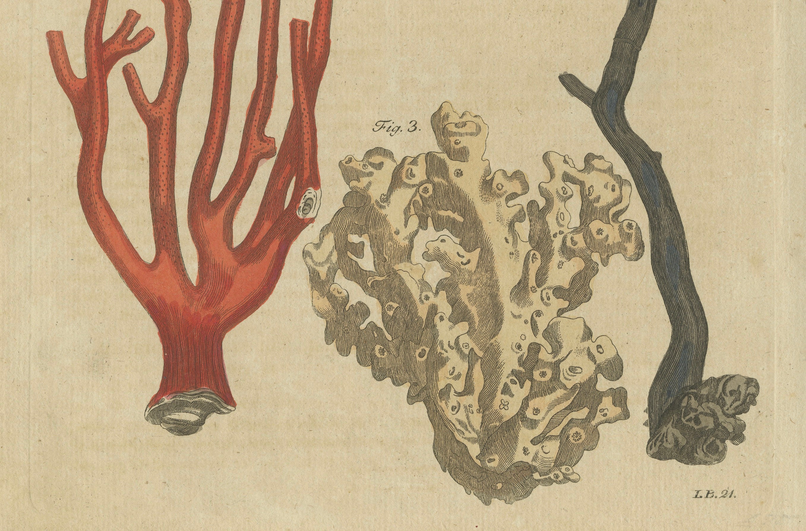 Original Antique Print of Four Corals by Bertuch, c. 1790