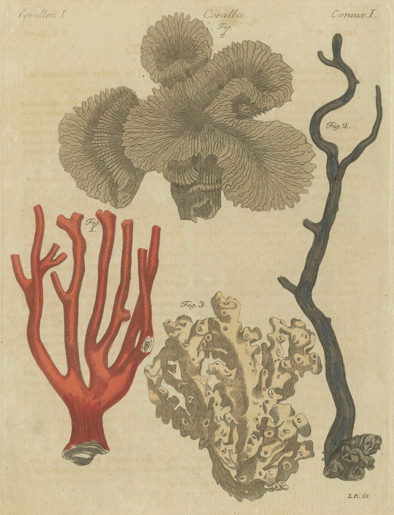 Original Antique Print of Four Corals by Bertuch, c. 1790