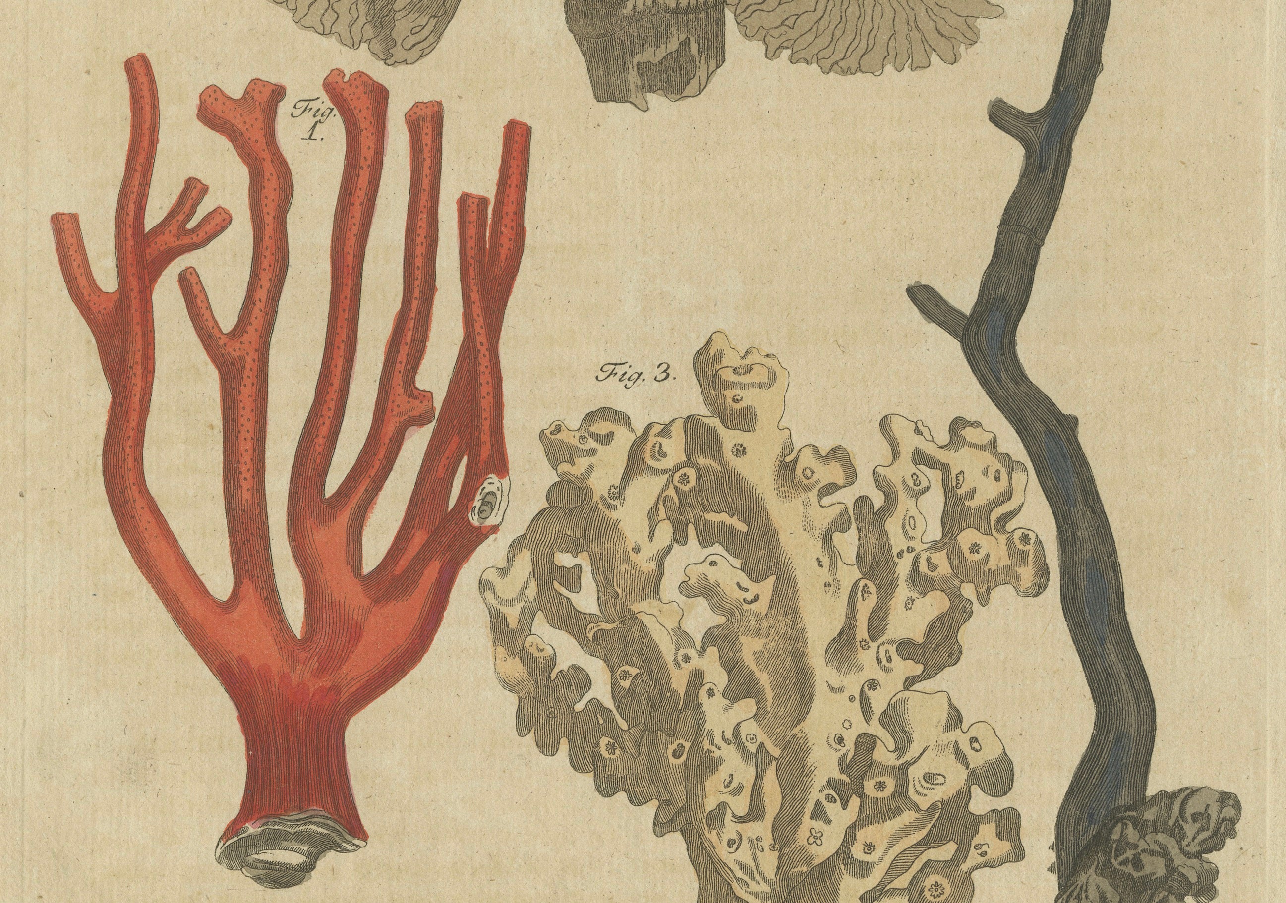 Original Antique Print of Four Corals by Bertuch, c. 1790
