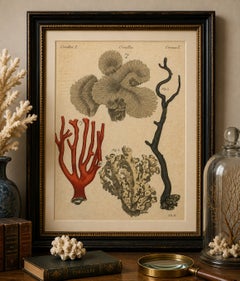 Original Antique Print of Four Corals by Bertuch, c. 1790