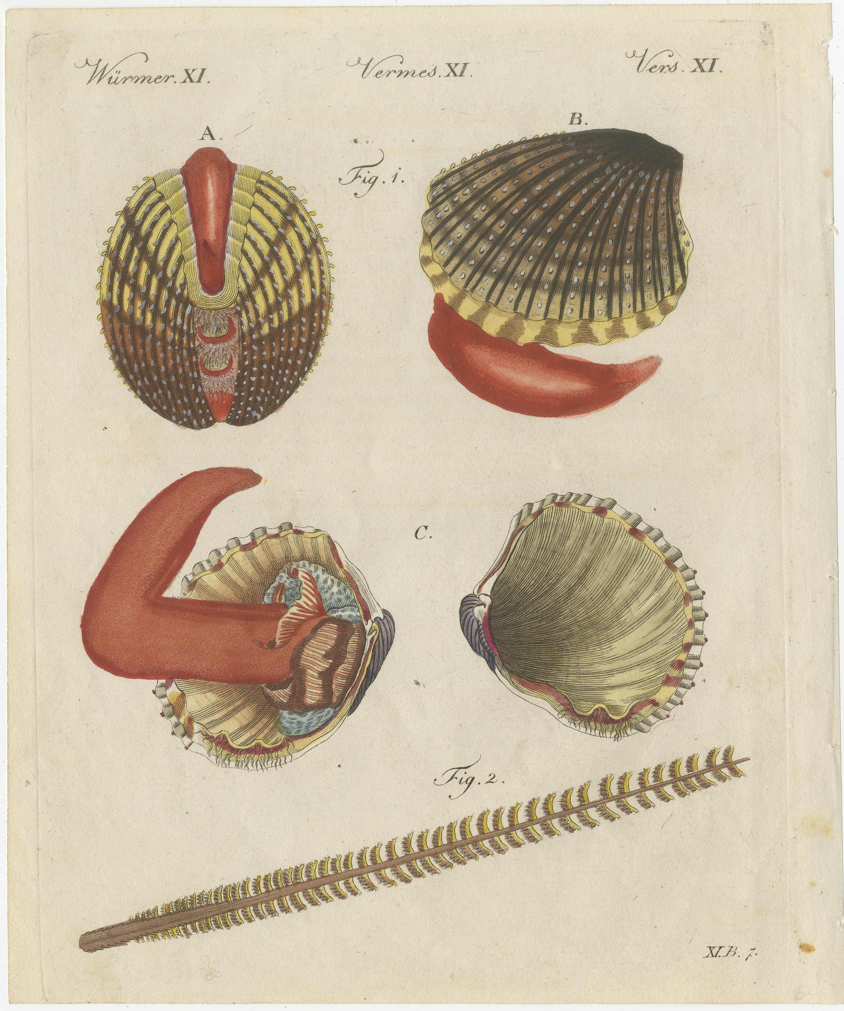 Original Antique Natural History Print of Shipworm and Sea Pen by Bertuch, 1800