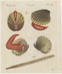 Original Antique Natural History Print of Shipworm and Sea Pen by Bertuch, 1800