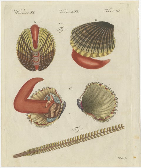 Original Antique Natural History Print of Shipworm and Sea Pen by Bertuch, 1800
