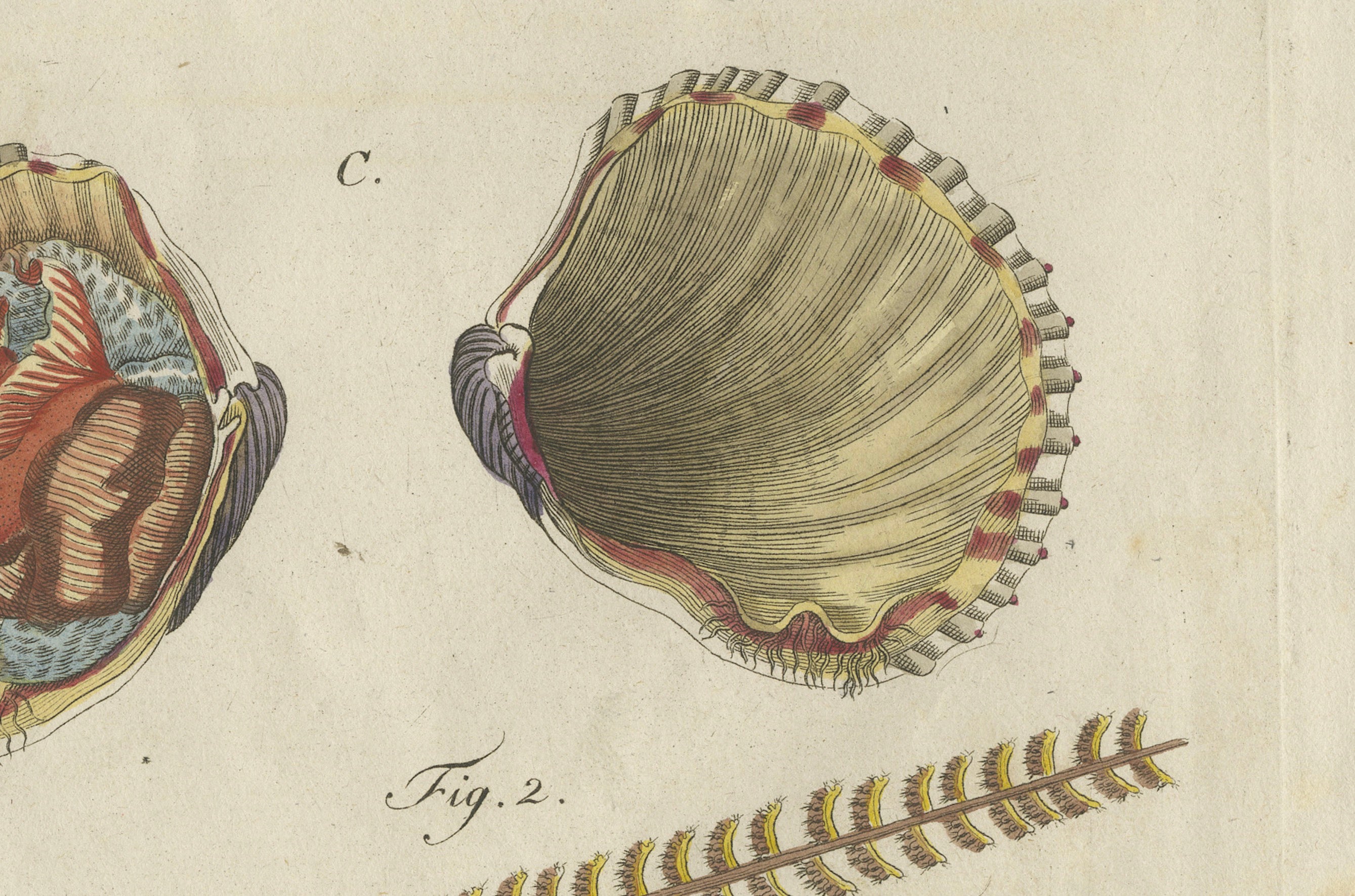 Original Antique Natural History Print of Shipworm and Sea Pen by Bertuch, 1800