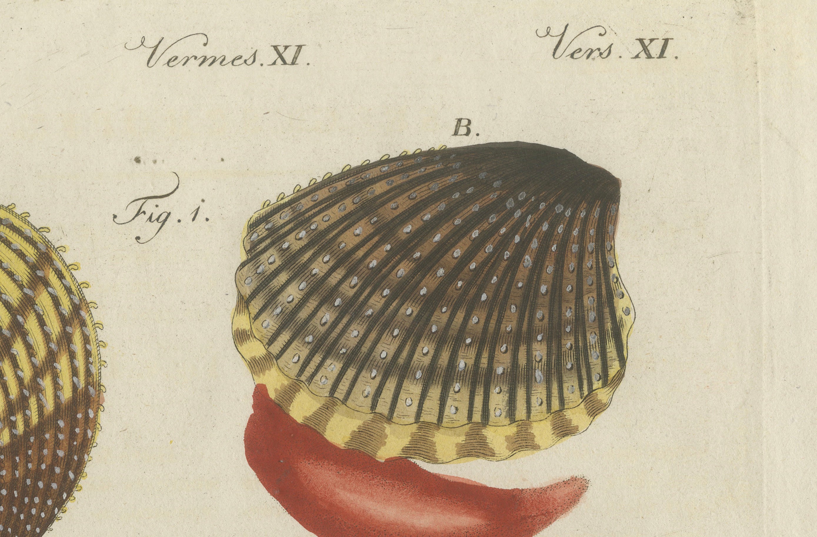 Original Antique Natural History Print of Shipworm and Sea Pen by Bertuch, 1800