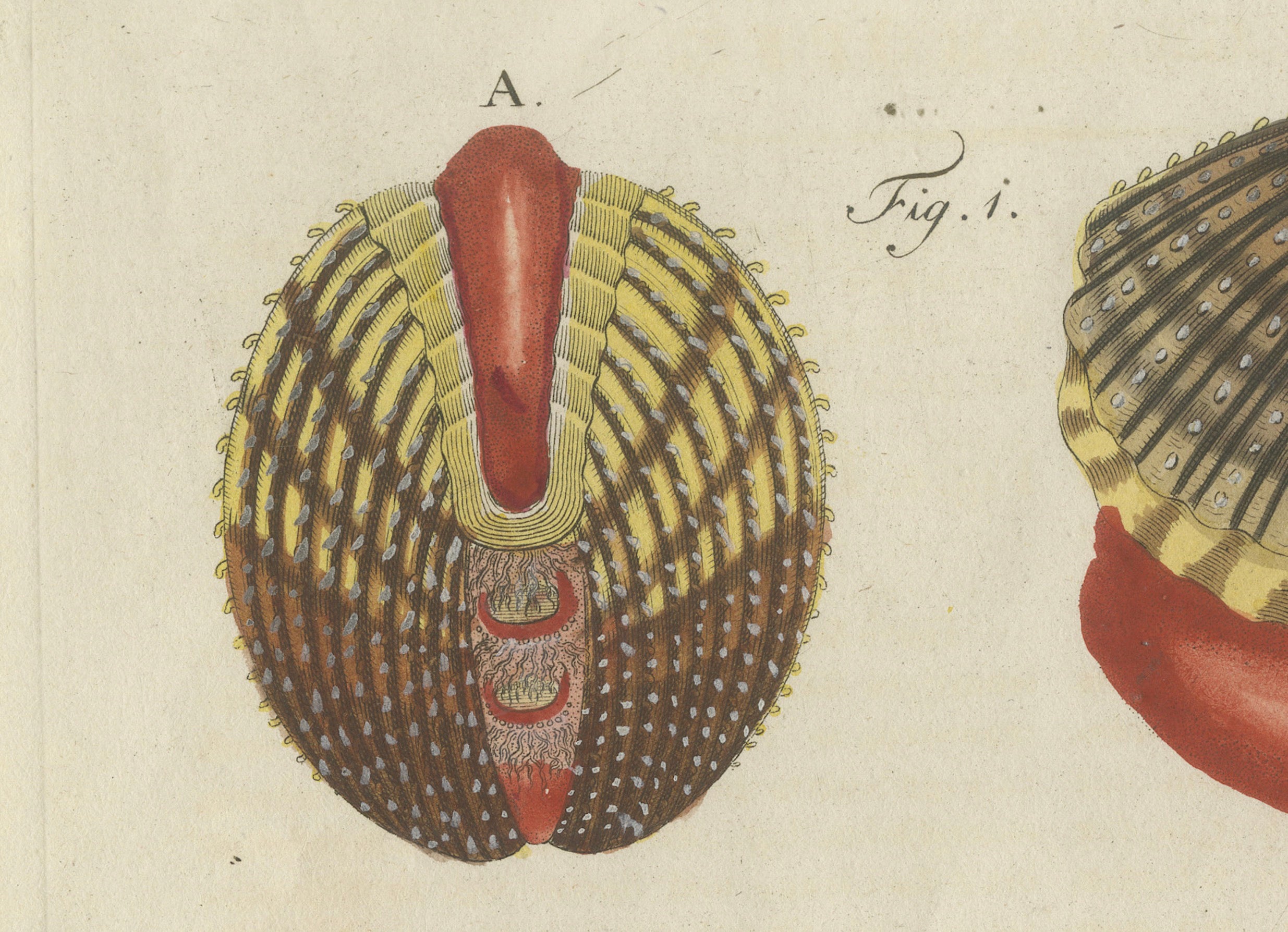 Original Antique Natural History Print of Shipworm and Sea Pen by Bertuch, 1800