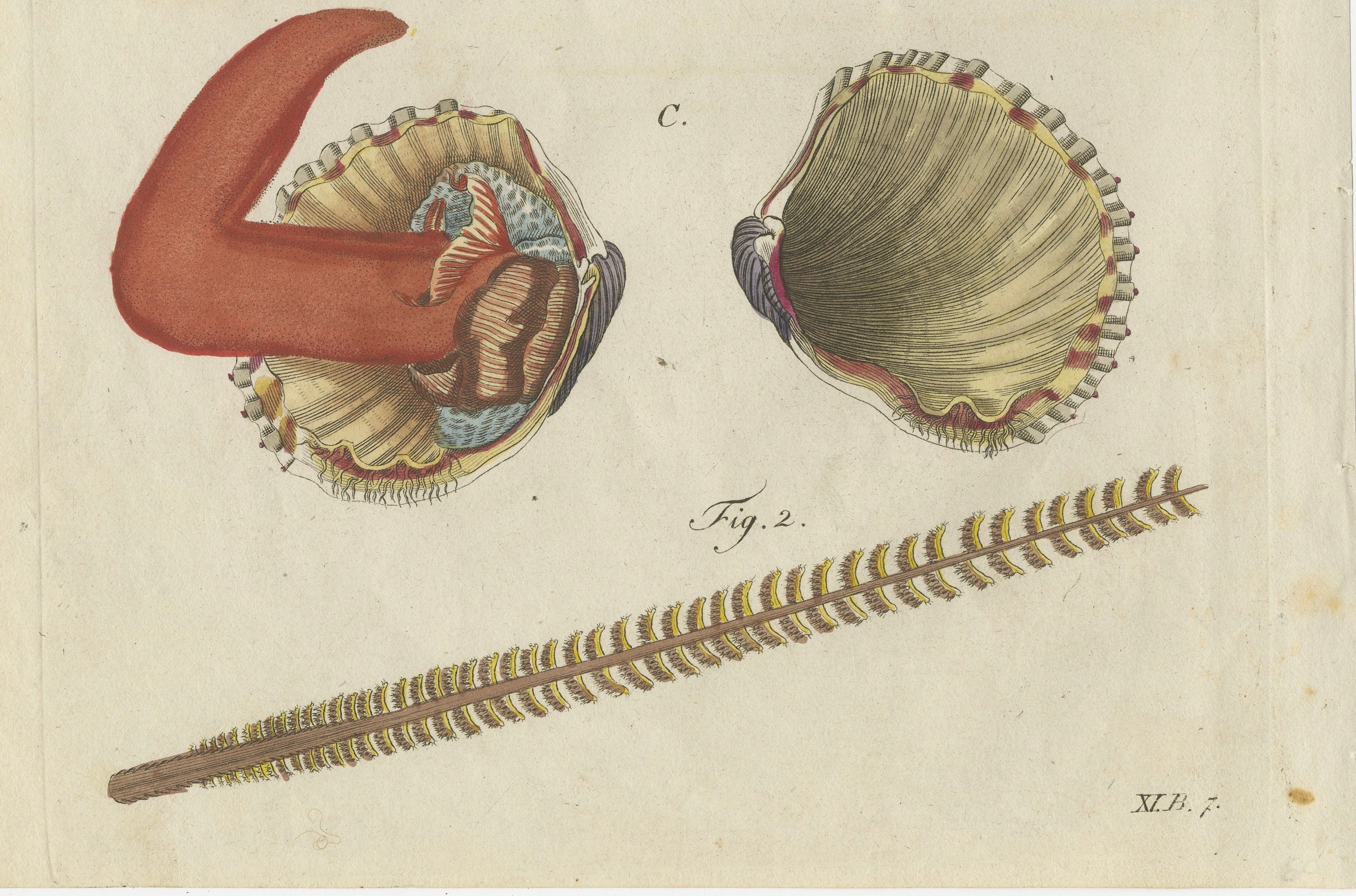 Original Antique Natural History Print of Shipworm and Sea Pen by Bertuch, 1800